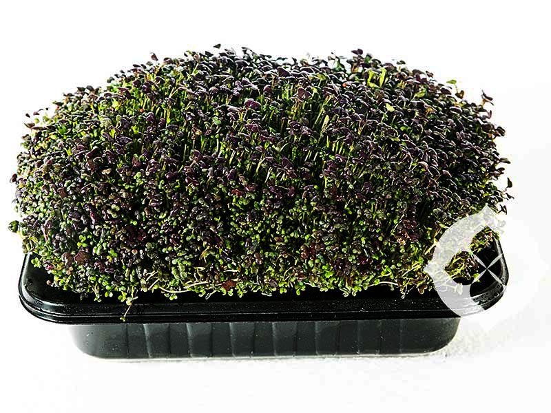 Red Mustard Microgreens | Hot & Spicy | Brisbane Delivery