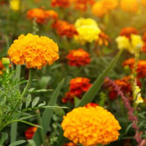 Flowers in Field | Seedmart Australia