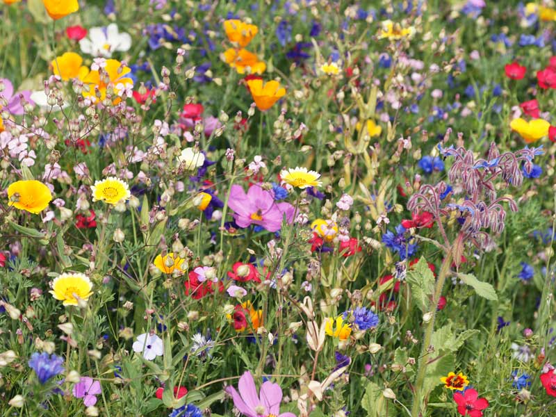 Mixed Flowers Field