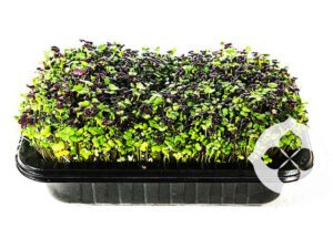 Spicy Mix Microgreens | Living Punnet available in Brisbane | Seedmart