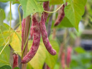 Bean Scarlet Beauty | Vegetable Seeds