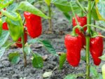 Capsicum Perennial | Seedmart Australia