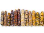 Corn Glass Gem Isolated | Vegetable Seeds | Seedmart