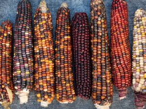 Corn Anasazi Heirloom Seeds | Seedmart