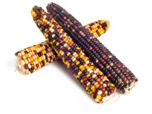 Corn Anasazi Isolated