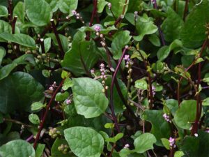 Spinach Ceylon Malabar Red Stem Seeds | Seedmart Australia