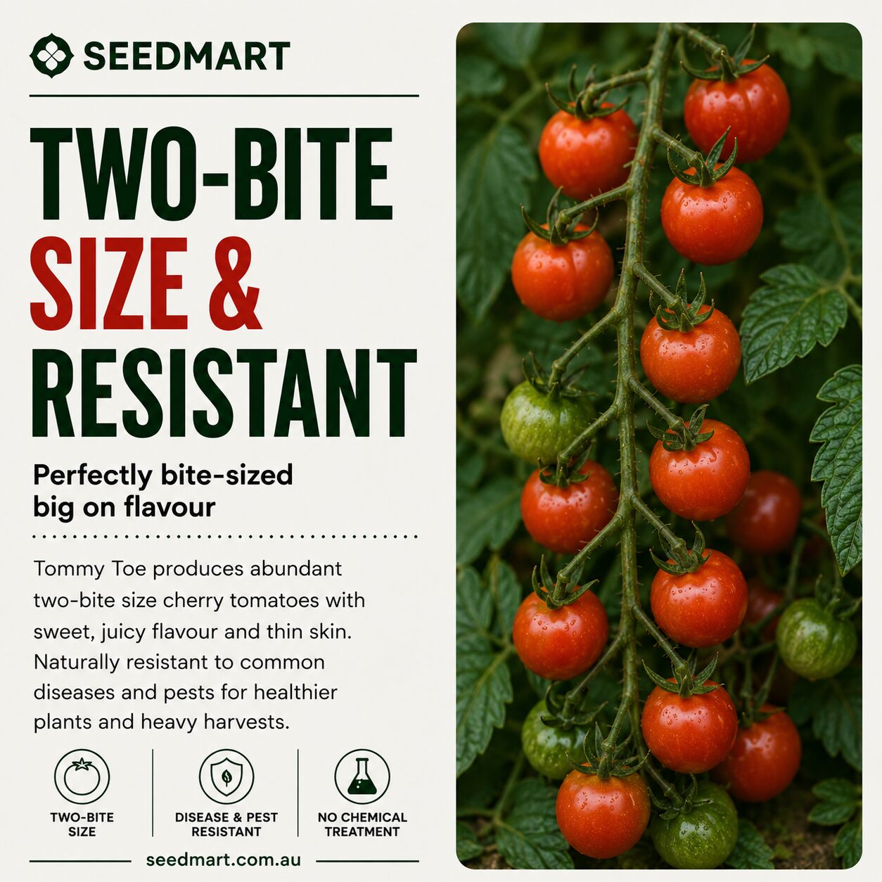 Seedmart ad promoting 'Two-Bite Size & Resistant' tomatoes, with a close-up of red cherry tomatoes on the vine on the right and supporting text about bite-sized flavor and resistance.