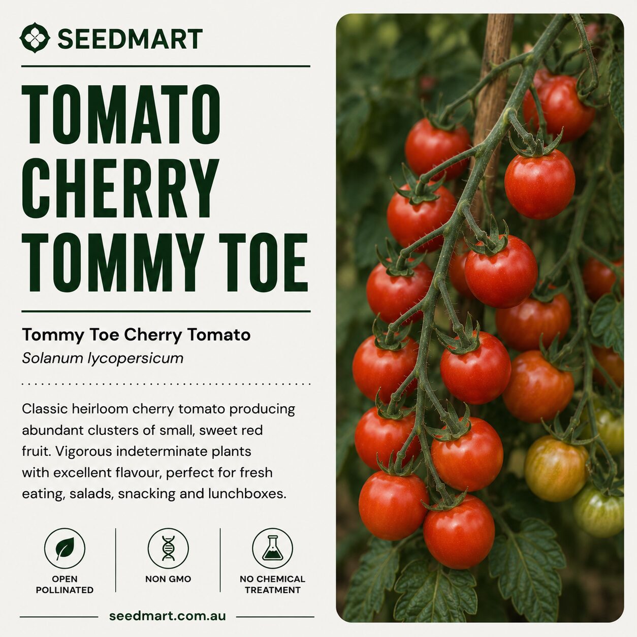 tomato-cherry-tommy-toe-seedmart-australia-1
