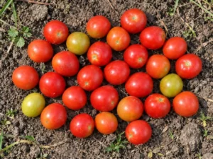 tomato-cherry-tommy-toe-seeds-seedmart-australia