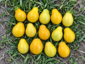 Tomato Yellow Pear Vegetable Seeds