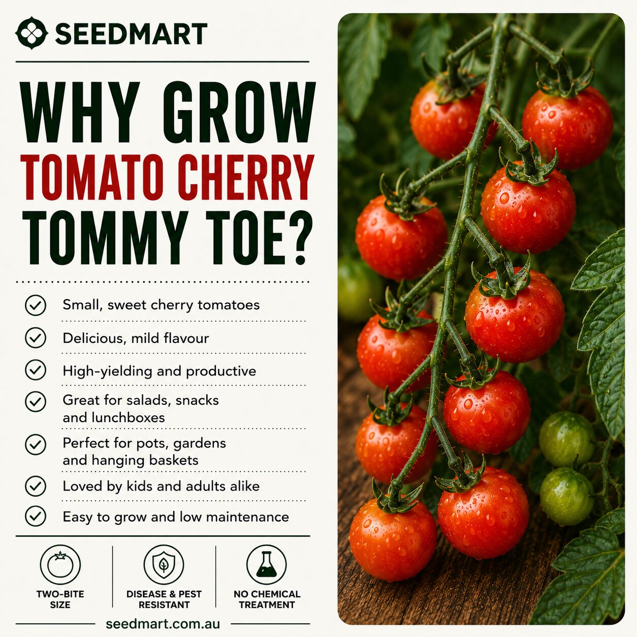why-grow-tomato-cherry-tommy-toe-seedmart-australia
