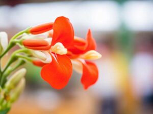 Bean Scarlet Runner Flower | Closeup