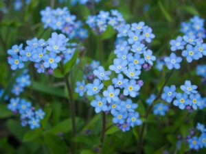 Blue Forget Me Not Flowers | Seedmart Australia