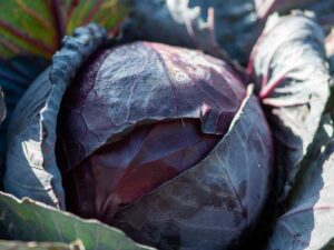 Cabbage Red Express Seeds