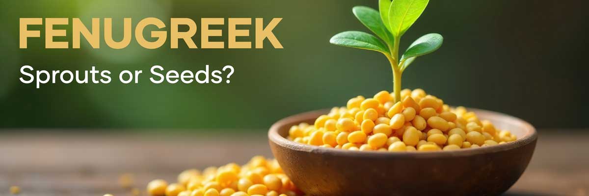 Fenugreek Sprouts or Seeds | Header Image | Seedmart Australia