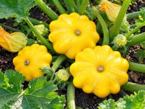 Squash Pattypan Garden | Seedmart Australia