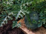 Watermelon Stars and Moon Plant