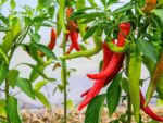 Capsicum Peperoni Lombardo Heirloom Seeds | Seedmart