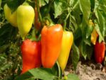 Capsicum Romanian Antohi Vegetable Seeds | Seedmart Australia