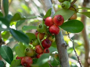 Cherry Guava Strawberry Seeds | Seedmart