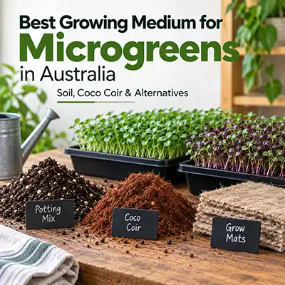 Grow Mediums for Microgreens
