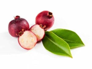 Red Cherry Guava | Seedmart Australia