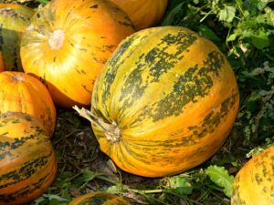 Pumpkin Styrian Heirloom Vegetable Seeds | Seedmart Australia