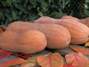 Pumpkin Violin Heirloom Seeds | Seedmart Australia