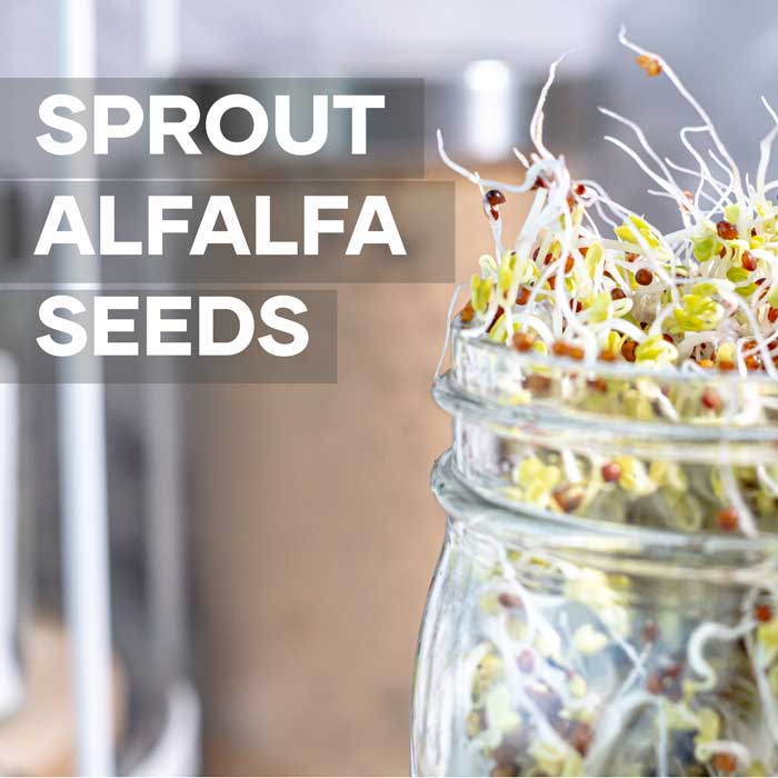 Sprouting Alfalfa Sprouts Seeds | Seedmart Australia