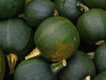 Squash Gem Heirloom Variety | Seedmart