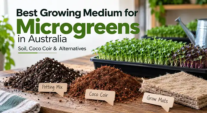 Suitable Growing Medium for Microgreens
