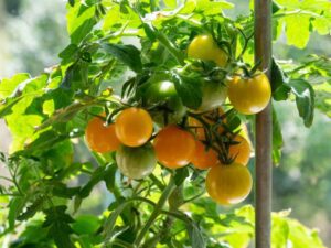 Tomato Yellow Cherry Seeds | Seedmart Australia