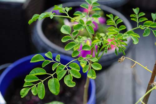 Growing Moringa in Containers
Seedmart