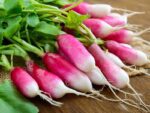 Radish French Breakfast | Seedmart Australia