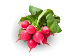 Radish Pink Celebration | Seedmart | Isolated