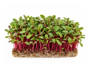 ruby-chard-microgreen-seeds-isolated-seedmart-australia