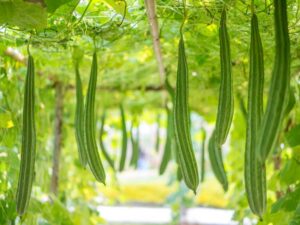 Angled Loofah | Ridge Gourd | Square Zucchini