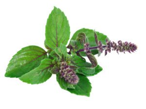 Red Holy Basil Tulsi Seeds | Seedmart Australia