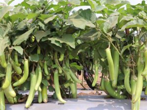 Long Green Thai Eggplant | Seedmart Australia