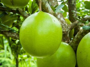 Round Bottle Gourd | Seedmart Australia