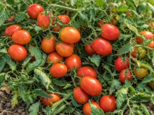 Tomato KY1 Vegetable Seeds