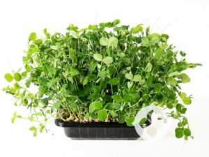 Pea Microgreen Punnet | Seedmart Australia