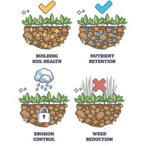 Cover Crop Benefits | Seedmart Australia