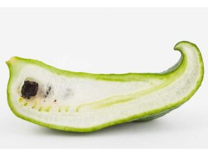 Cucumber Giant Bolivian | Vegetable Seeds | Seedmart Australia