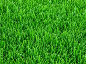 Kentucky Bluegrass Turf Lawn Seeds | Seedmart Australia