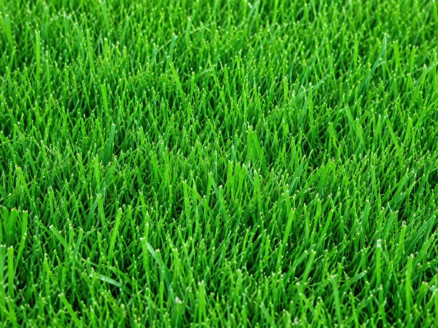 Kentucky Bluegrass Turf Lawn Seeds | Seedmart Australia