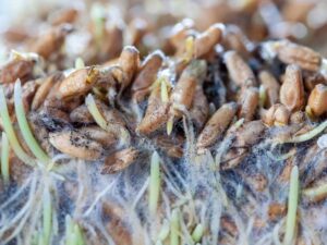 Mould on Wheatgrass | Seedmart Australia