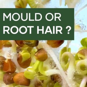 Mould or Root Hair? Microgreens & Sprouts Basics | Seedmart Australia