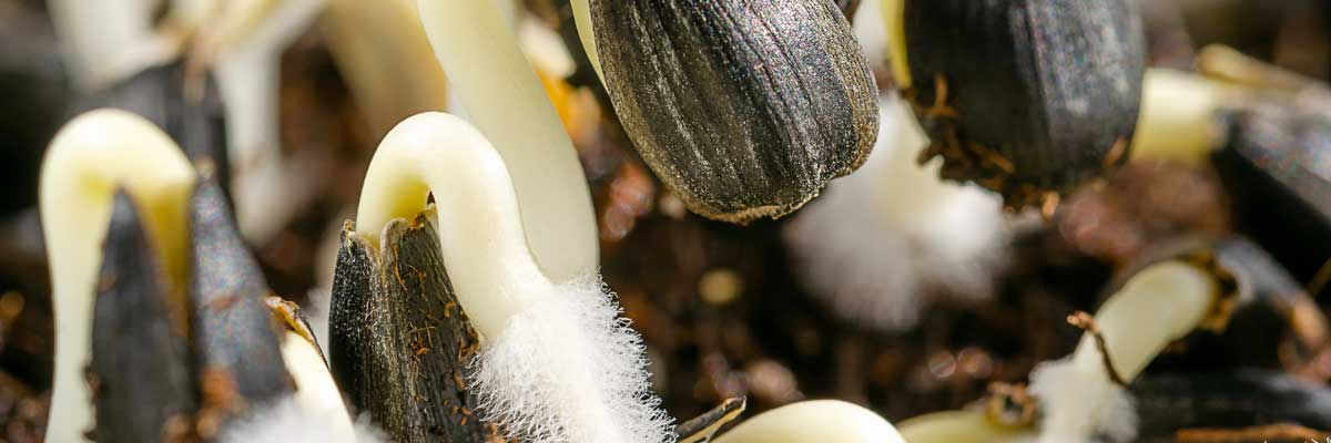 Root Hair or Mould? Sprouts & Microgreens Banner | Seedmart Australia