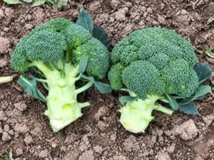 Broccoli Camele Seeds